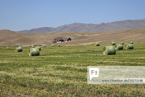 Runde Heu Ballen auf gemähten Wiese Provinz Montana USA Nordamerika