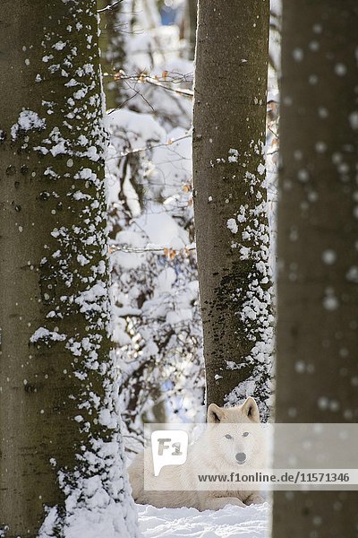 Arktischer Wolf (Canis lupus arctos) ruhend zwischen Bäumen im Schnee  in Gefangenschaft  Rheinland-Pfalz  Deutschland  Europa