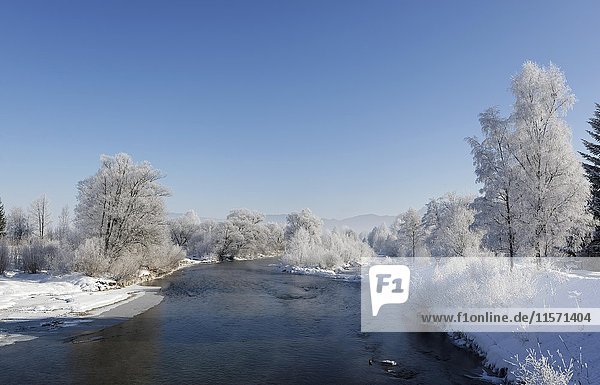 Trees with hoarfrost on the river Loisach  Großweil municipality  Loisachtal  Upper Bavaria  Bavaria  Germany  Europe