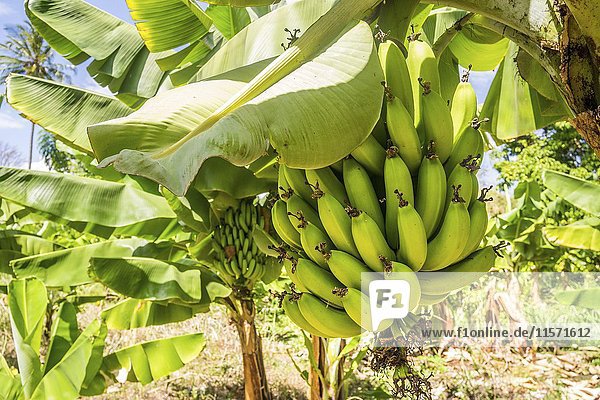 Closeup of giant cavendish banana bunch on the plantation  Taveta  Kenia