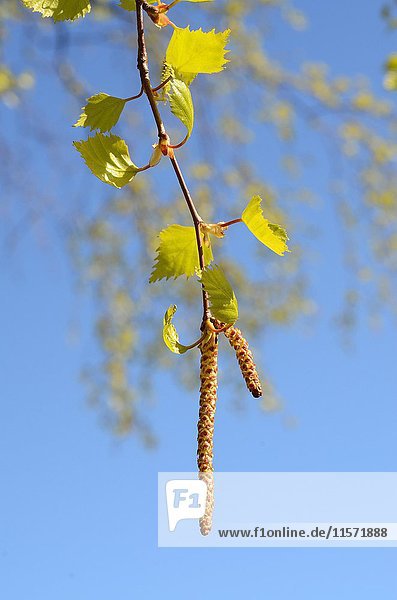 Blüte von Birke (Betula) Schweden Europa