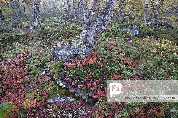 Vegetation im Herbst  Birkenwald  Abisko Nationalpark  Schweden  Europa