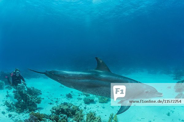 Bottlenose dolphin (Tursiops truncatus)  Red Sea  Egypt  Africa