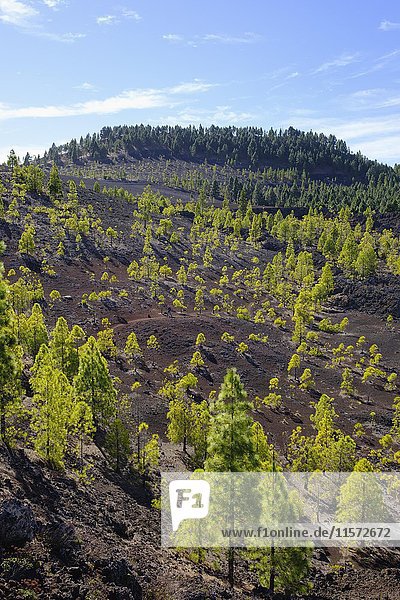 Canary pine (Pinus canariensis)  hiking trail in the lava landscape of Montaña Negra in El Tanque  Tenerife  Canary Islands  Spain  Europe
