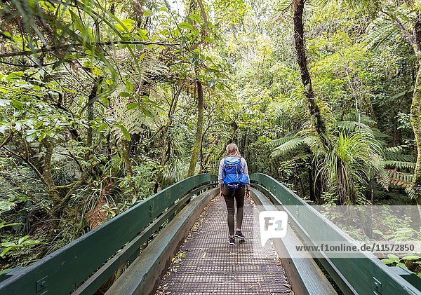 Frau geht auf einem Pfad durch den Regenwald  dichte Vegetation im Waipoua Forest  Northland  Nordinsel  Neuseeland  Ozeanien