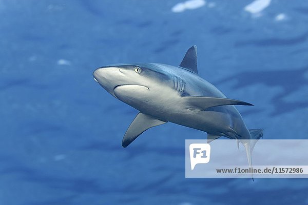 Gray reef shark (Carcharhinus amblyrhynchos)  choppy water surface  Indian Ocean  Maldives  Asia