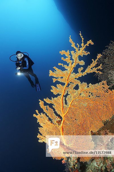 Taucher  Korallenriff  Klippe  Tieftauchen  Überhang  Gorgonie (Annella mollis)  Indischer Ozean  Malediven  Asien