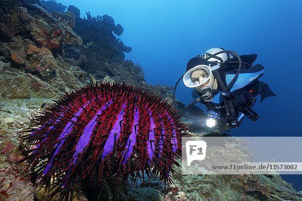 Taucher  Dornenkronensegelfisch (Acanthaster planci) Indischer Ozean  Malediven  Asien