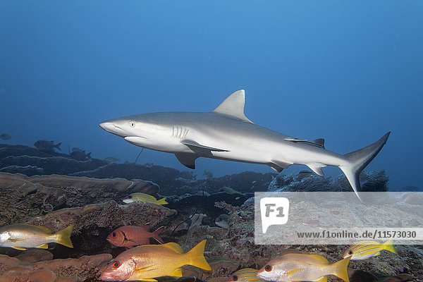Gray reef shark (Carcharhinus amblyrhinchus)  Coral Reef  Indian Ocean  Maldives  Asia