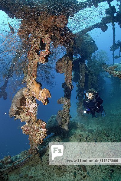 Diver  overgrown with corals  shipwreck  British Loyalty  Addu Atoll also Senu Atoll  Indian Ocean  Maldives  Asia