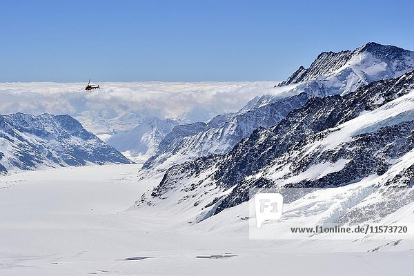 Helikopter über Aletschgletscher mit Schnee  Blick vom Jungfraujoch  Kanton Wallis  Schweiz  Europa