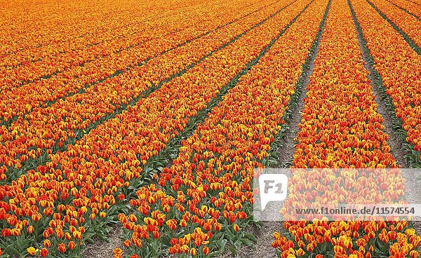 Blühendes Tulpenfeld  blühende Tulpen (Tulipa) Holland  Die Niederlande  Europa