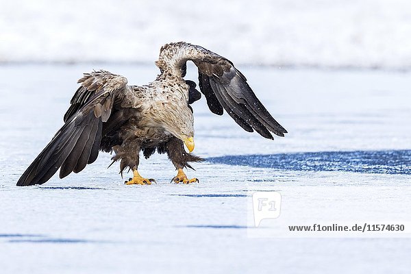 Adler (Haliaeetus albicilla)  bedrohlicher Altvogel auf einem zugefrorenen See  Gostyni?sko-W?oc?awski Park  Polen  Europa