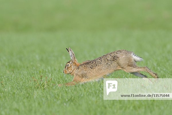 Running european hare (Lepus europaeus)  Texel Island  The Netherlands  Europe