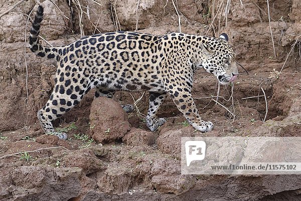 Junger Jaguar (Panthera onca) am Flussufer  Fluss Cuiaba  Pantanal  Mato Grosso  Brasilien  Südamerika