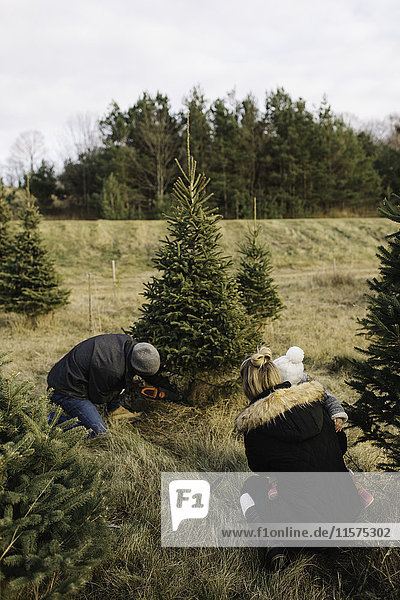 Mutter und Baby beobachten den vom Mann geschnittenen Baum in einer Weihnachtsbaumfarm  Cobourg  Ontario  Kanada