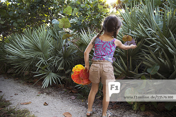 Mädchen sammelt Seegrasblätter (Coccoloba uvifera)  Blowing Rocks Preserve  Jupiter  Florida  USA
