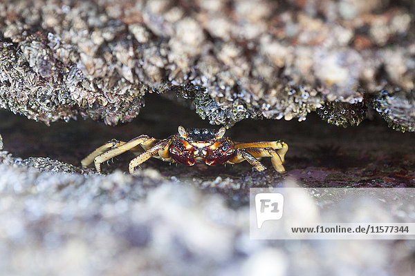 Nahaufnahme einer in Felsen versteckten Krabbe  Durban  Südafrika