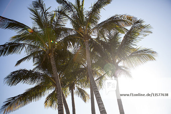 Tiefwinkelansicht von Palmen  gegen blauen Himmel