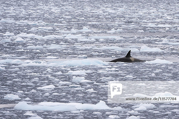 Orca (Orcinus orca) swimming in Lemaire channel  Antarctic