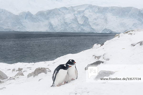Two gentoo penguins (Pygoscelis papua)  Neko Harbour  Antarctica
