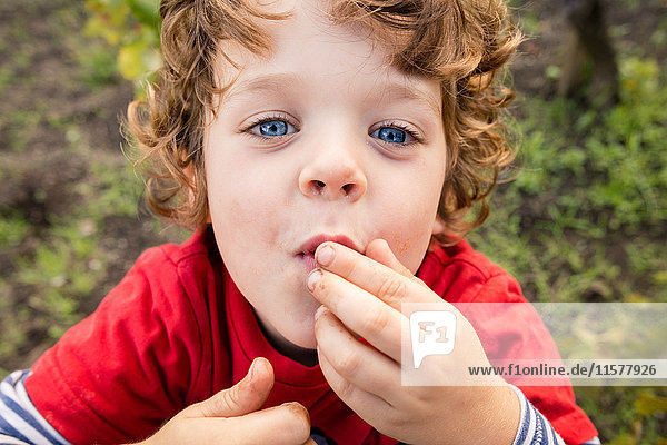 Porträt eines Jungen  der im Weinberg Trauben isst