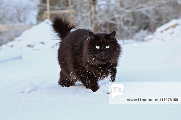 Frankreich Schwarze Katze Maine Coon läuft und spielt im Schnee