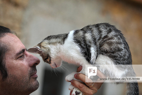 Frankreich Junge Tigerkatze hält in der Hand vor dem Gesicht seines Herrn