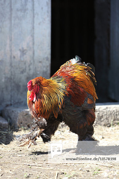 Frankreich  goldener gallischer Hahn ''Booted Bantam'' mit großen Federn auf einem Bauernhof''.