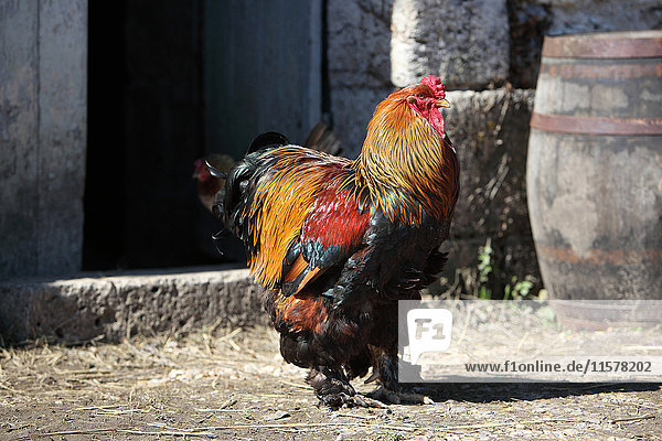 Frankreich  goldener gallischer Hahn'''Booted Bantam'' mit großen Federn auf einem Bauernhof''.