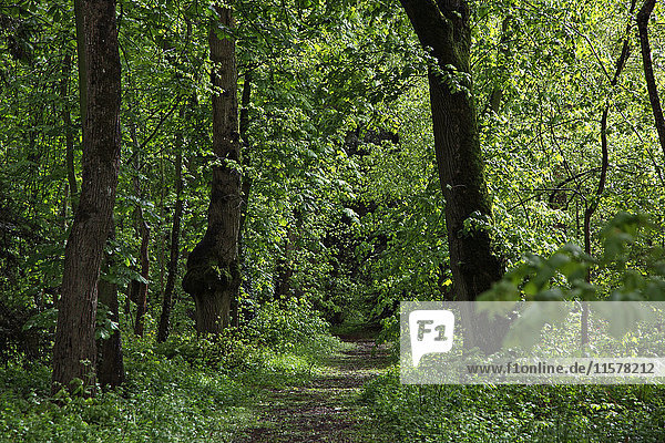 Frankreich  Centre France  Orleans Foret  Wanderweg im grünen Wald