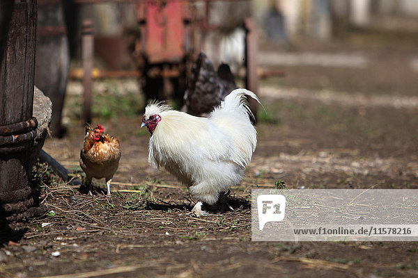 Frankreich  Weiße Henne  Stiefel-Bantam auf einem Bauernhof.
