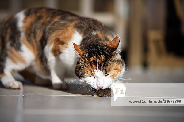 Frankreich Dreifarbige gestreifte Katze beim Spielen mit der Maus