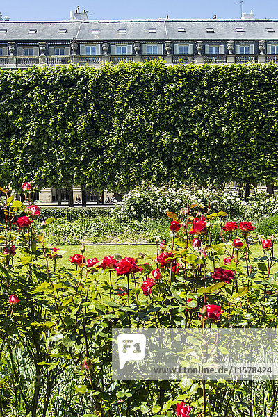 Frankreich  Paris  1er  Garten des Palais Royal.