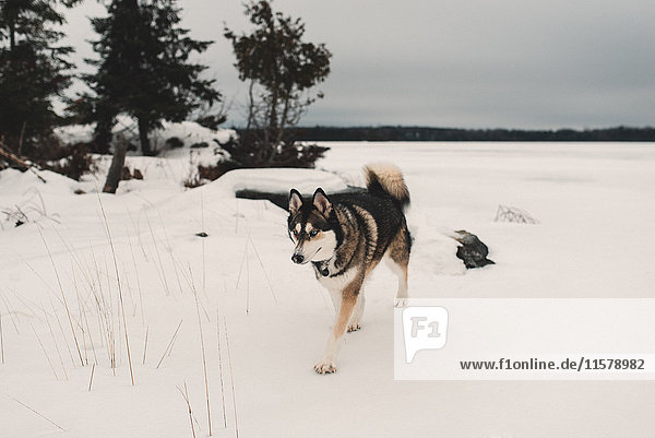 Husky dog walking in snow covered landscape