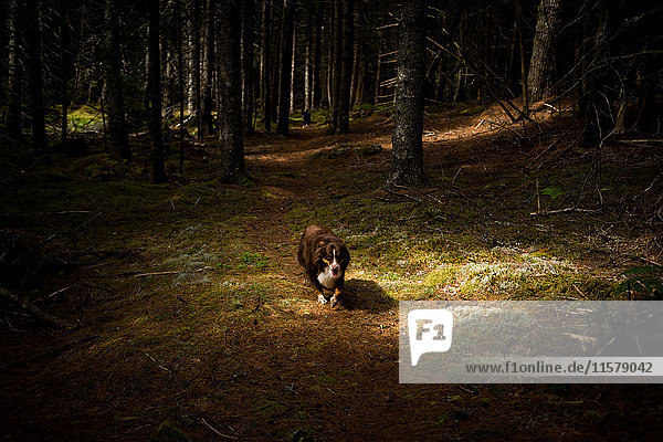 Dog walking though dark forest  Maine  USA