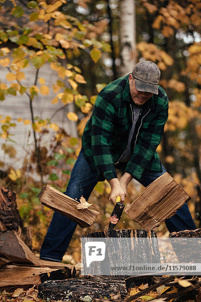 Mature man splitting logs in autumn forest  Upstate New York  USA