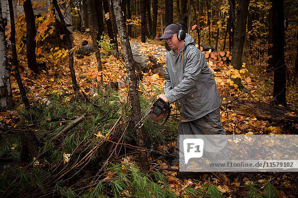 Erwachsener Mann mit Kettensäge im Herbstwald  Upstate New York  USA