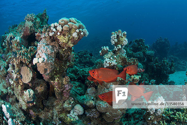 Fisch nach Korallen  Rotes Meer  Marsa Alam  Ägypten