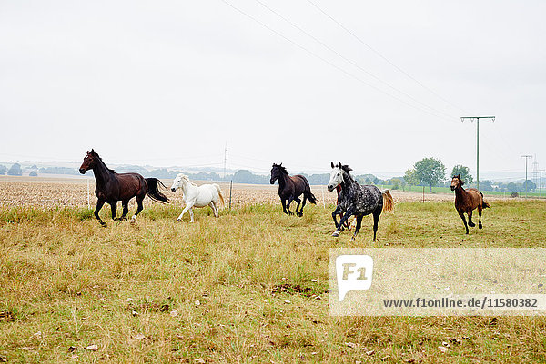 Fünf Pferde galoppieren über das Feld