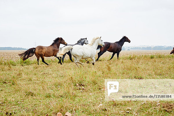 Five horses galloping across field