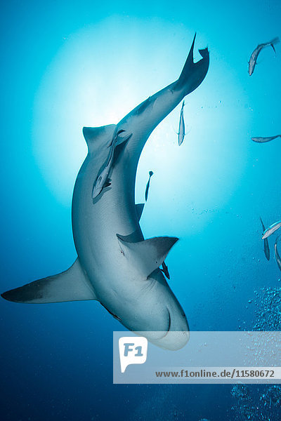 Bull shark (Carcharhinus leucas)  surrounded by small fish  underwater view  Playa del Carmen  Quintana Roo  Mexico