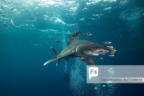 White tip shark (Carcharhinus longimanus) swimming with pilot fish  underwater view  Brothers island  Egypt