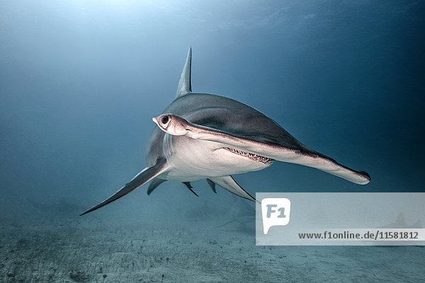 Underwater portrait of hammerhead shark