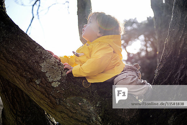 Kleiner Junge schaut vom Parkbaum auf