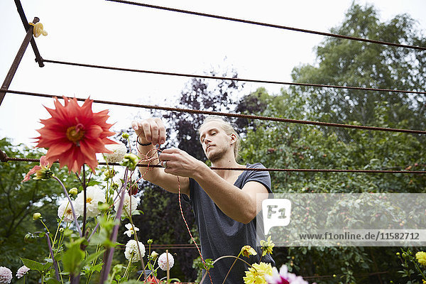Niederwinkelansicht des männlichen Gärtners beim Binden der Schnur an die Blumen zur Unterstützung im Garten