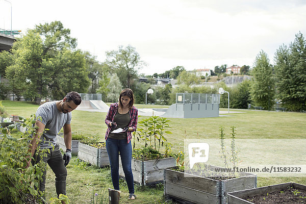 Mid adult man and woman examining plants in urban garden