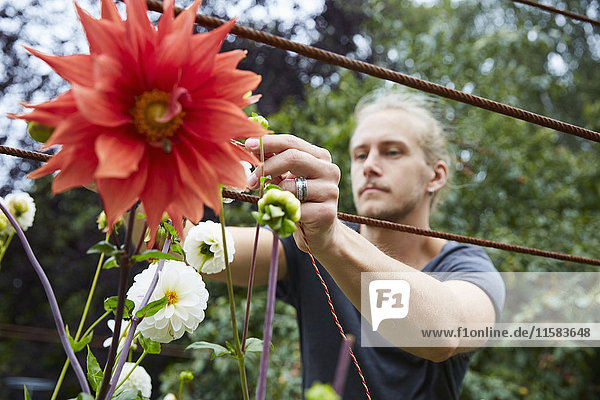Mittlerer Erwachsener Gärtner  der Schnur zu den Blumen für Unterstützung im Yard bindet