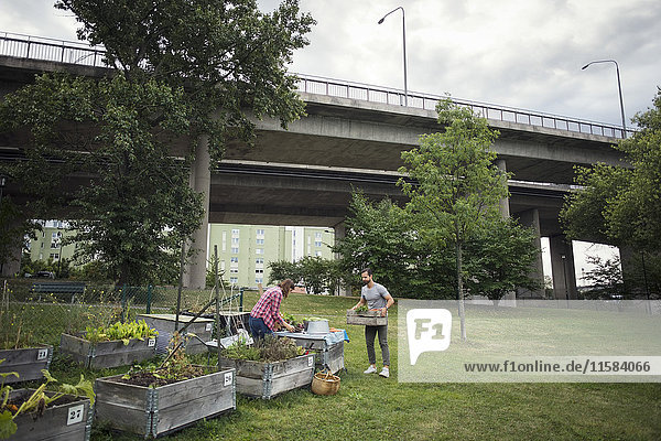 Mittlerer Erwachsener Mann und Frau bei der Arbeit im Gemüsegarten mit Brücke im Hintergrund