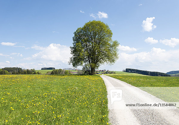 Frühlingslandschaft mit Laubbaum und Weg